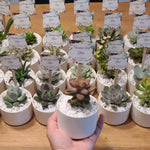 Load image into Gallery viewer, Glazed Ceramic Favours
