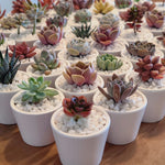 Load image into Gallery viewer, White Ceramic Pot with Succulent
