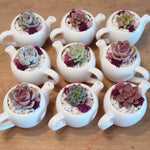 Load image into Gallery viewer, Teapot with Succulent
