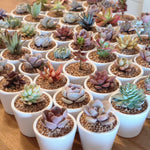Load image into Gallery viewer, White Ceramic Pot with Succulent
