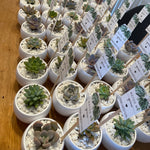 Load image into Gallery viewer, Small potted succulents with labels 
