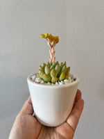 Load image into Gallery viewer, White Ceramic Pot with Succulent
