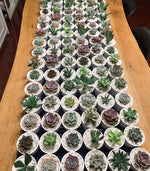 Load image into Gallery viewer, White Ceramic Pot with Succulent
