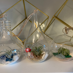Load image into Gallery viewer, air plant glass globe terrarium
