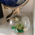 Load image into Gallery viewer, air plant glass globe terrarium
