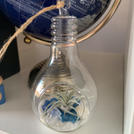 Load image into Gallery viewer, air plant lightbulb glass terrarium
