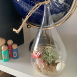 Load image into Gallery viewer, air plant teardrop glass terrarium
