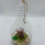 Load image into Gallery viewer, air plant lightbulb glass terrarium

