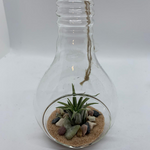 Load image into Gallery viewer, air plant lightbulb glass terrarium

