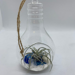 Load image into Gallery viewer, air plant lightbulb glass terrarium
