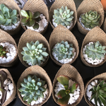Load image into Gallery viewer, succulent burlap favour
