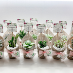 Load image into Gallery viewer, burlap succulent favour
