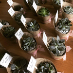 Load image into Gallery viewer, burlap succulent favour

