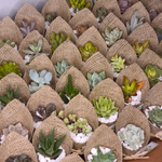 Load image into Gallery viewer, succulent burlap favour

