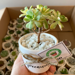 Load image into Gallery viewer, Customized Vinyl Label
