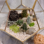 Load image into Gallery viewer, geometric succulent terrarium
