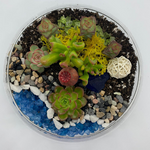 Load image into Gallery viewer, succulent flat bowl glass terrarium
