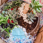 Load image into Gallery viewer, succulent flat bowl glass terrarium
