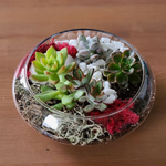 Load image into Gallery viewer, succulent flat bowl glass terrarium

