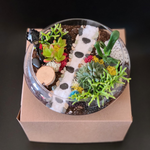 Load image into Gallery viewer, succulent flat bowl glass terrarium
