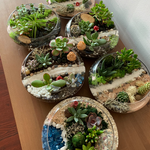 Load image into Gallery viewer, succulent flat bowl glass terrarium
