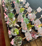 Load image into Gallery viewer, Tin Pails with Succulent

