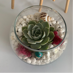 Load image into Gallery viewer, DIY terrarium kit
