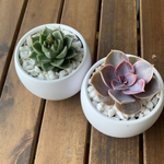 Load image into Gallery viewer, Luna Pot with Succulent
