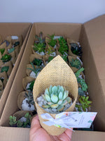 Load image into Gallery viewer, burlap succulent favour
