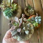 Load image into Gallery viewer, mini succulent pumpkin
