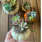 Load image into Gallery viewer, mini succulent pumpkin
