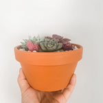 Load image into Gallery viewer, Clay Pot Succulent Arrangement
