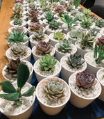 Load image into Gallery viewer, White Ceramic Pot with Succulent
