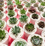 Load image into Gallery viewer, White Ceramic Pot with Succulent
