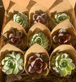 Load image into Gallery viewer, burlap succulent favour
