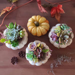 Load image into Gallery viewer, succulent pumpkin
