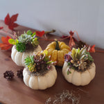 Load image into Gallery viewer, succulent pumpkin
