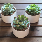 Load image into Gallery viewer, Glazed Succulent Ceramic Favours

