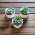 Load image into Gallery viewer, Glazed Succulent Ceramic Favours
