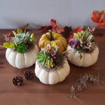 Load image into Gallery viewer, succulent pumpkin

