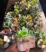 Load image into Gallery viewer, Tin Pails with Succulent
