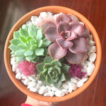 Load image into Gallery viewer, Clay Pot Succulent Arrangement

