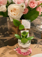 Load image into Gallery viewer, succulent clay pot favours
