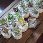 Load image into Gallery viewer, Glazed Succulent Ceramic Favours
