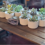 Load image into Gallery viewer, Glazed Succulent Ceramic Favours
