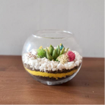 Load image into Gallery viewer, DIY terrarium kit
