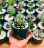 Load image into Gallery viewer, Glazed Succulent Ceramic Favours
