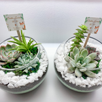Load image into Gallery viewer, succulent glass terrarium
