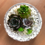 Load image into Gallery viewer, succulent glass terrarium
