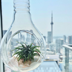 Load image into Gallery viewer, air plant lightbulb glass terrarium

